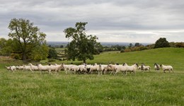  National Sheep Association South West region farm walk